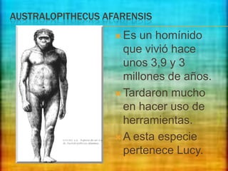 AUSTRALOPITHECUS AFARENSIS
 Es

un homínido
que vivió hace
unos 3,9 y 3
millones de años.
 Tardaron mucho
en hacer uso de
herramientas.
 A esta especie
pertenece Lucy.

 