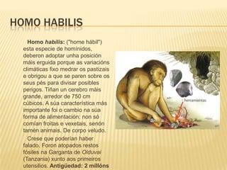 HOMO HABILIS
Homo habilis: ("home hábil")
esta especie de homínidos,
deberon adoptar unha posición
máis erguida porque as variacións
climáticas fixo medrar os pastizais
e obrigou a que se paren sobre os
seus pés para divisar posibles
perigos. Tiñan un cerebro máis
grande, arredor de 750 cm
cúbicos. A súa característica más
importante foi o cambio na súa
forma de alimentación: non só
comían froitas e vexetais, senón
tamén animais. De corpo veludo.
Crese que poderían haber
falado. Foron atopados restos
fósiles na Garganta de Olduvai
(Tanzania) xunto aos primeiros
utensilios. Antigüedad: 2 millóns
 