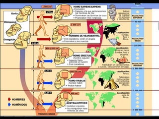 Evolución humanapptanimacion