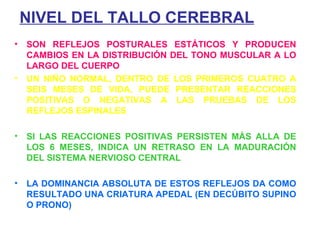 NIVEL DEL TALLO CEREBRAL SON REFLEJOS POSTURALES ESTÁTICOS Y PRODUCEN CAMBIOS EN LA DISTRIBUCIÓN DEL TONO MUSCULAR A LO LARGO DEL CUERPO UN NIÑO NORMAL, DENTRO DE LOS PRIMEROS CUATRO A SEIS MESES DE VIDA, PUEDE PRESENTAR REACCIONES POSITIVAS O NEGATIVAS A LAS PRUEBAS DE LOS REFLEJOS ESPINALES SI LAS REACCIONES POSITIVAS PERSISTEN MÁS ALLA DE LOS 6 MESES, INDICA UN RETRASO EN LA MADURACIÓN DEL SISTEMA NERVIOSO CENTRAL LA DOMINANCIA ABSOLUTA DE ESTOS REFLEJOS DA COMO RESULTADO UNA CRIATURA APEDAL (EN DECÚBITO SUPINO O PRONO) 
