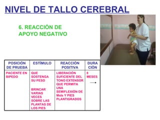 NIVEL DE TALLO CEREBRAL 6. REACCIÓN DE  APOYO NEGATIVO POSICIÓN DE PRUEBA ESTÍMULO REACCIÓN POSITIVA DURACIÓN PACIENTE EN BIPEDO  QUE SOSTENGA SU PESO BRINCAR VARIAS VECES SOBRE LAS PLANTAS DE LOS PIES LIBERACIÓN SUFICIENTE DEL TONO EXTENSOR QUE PERMITA UNA SEMIFLEXIÓN DE MsIs Y PIES PLANTIGRADOS 8 MESES 