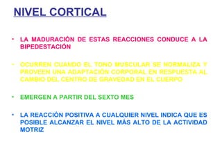 NIVEL CORTICAL LA MADURACIÓN DE ESTAS REACCIONES CONDUCE A LA BIPEDESTACIÓN OCURREN CUANDO EL TONO MUSCULAR SE NORMALIZA Y PROVEEN UNA ADAPTACIÓN CORPORAL EN RESPUESTA AL CAMBIO DEL CENTRO DE GRAVEDAD EN EL CUERPO EMERGEN A PARTIR DEL SEXTO MES LA REACCIÓN POSITIVA A CUALQUIER NIVEL INDICA QUE ES POSIBLE ALCANZAR EL NIVEL MÁS ALTO DE LA ACTIVIDAD MOTRIZ 