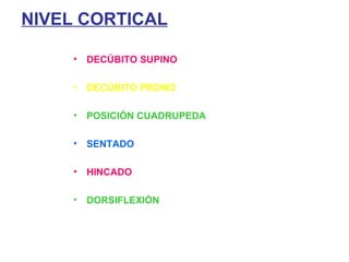 NIVEL CORTICAL DECÚBITO SUPINO DECÚBITO PRONO POSICIÓN CUADRUPEDA SENTADO HINCADO DORSIFLEXIÓN 