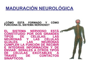 MADURACIÓN NEUROLÓGICA   ¿CÓMO ESTÁ FORMADO Y CÓMO FUNCIONA EL SISTEMA NERVIOSO? EL SISTEMA NERVIOSO ESTÁ CONSTITUIDO POR DOS GRANDES TIPOS DE CÉLULAS: LAS NEURONAS Y LAS CÉLULAS GLIALES. LAS NEURONAS CUMPLEN LA FUNCIÓN DE RECIBIR E INTEGRAR INFORMACIÓN Y DE ENVIAR  SEÑALES A OTROS TIPOS DE CÉLULAS EXCITABLES A TRAVÉS DE CONTACTOS SINÁPTICOS. 