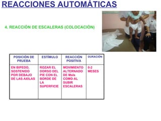 4. REACCIÓN DE ESCALERAS (COLOCACIÓN) REACCIONES AUTOMÁTICAS POSICIÓN DE PRUEBA ESTÍMULO REACCIÓN POSITIVA DURACIÓN EN BIPEDO, SOSTENIDO POR DEBAJO DE LAS AXILAS ROZAR EL DORSO DEL PIE CON EL BORDE DE LA SUPERFICIE MOVIMIENTO ALTERNADO DE MsIs COMO AL SUBIR ESCALERAS 0-2 MESES 