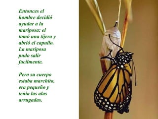 Entonces el hombre decidió ayudar a la mariposa: el tomó una tijera y abrió el capullo. La mariposa pudo salir facilmente. Pero su cuerpo estaba marchito, era pequeño y tenía las alas arrugadas. 
