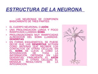ESTRUCTURA DE LA NEURONA       LAS NEURONAS SE COMPONEN BÁSICAMENTE DE TRES PARTES: EL CUERPO NEURONAL O   AXÓN UNA PROLONGACIÓN LARGA Y POCO RAMIFICADA LLAMADA   SOMA PROLONGACIONES MUY RAMIFICADAS ALREDEDOR DEL SOMA LLAMADAS   DENDRITAS EN FORMA ESQUEMÁTICA, SE PUEDE DECIR QUE LAS  DENDRITAS  ACTÚAN COMO ANTENAS QUE RECIBEN LOS CONTACTOS DE OTRAS CÉLULAS. EN EL  SOMA  SE LLEVA A CABO LA INTEGRACIÓN DE TODA LA INFORMACIÓN OBTENIDA EN LAS DENDRITAS. FINALMENTE EL  AXÓN  TRANSMITE A OTRAS CÉLULAS EL MENSAJE RESULTANTE DE LA INTEGRACIÓN. 