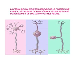 LA FORMA DE UNA NEURONA DEPENDE DE LA FUNCIÓN QUE CUMPLE, ES DECIR DE LA POSICIÓN QUE OCUPA EN LA RED DE NEURONAS Y DE LOS CONTACTOS QUE RECIBE.   