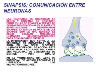 SINAPSIS: COMUNICACIÓN ENTRE NEURONAS   LAS NEURONAS SE ORGANIZAN EN REDES Y SISTEMAS. EL CONTACTO ENTRE ELLAS SE REALIZA A TRAVÉS DE CONTACTOS FUNCIONALES ALTAMENTE ESPECIALIZADOS DENOMINADOS SINAPSIS. LA MAYOR DE PARTE DE LAS SINAPSIS SON DE TIPO QUÍMICO, ES DECIR, UTILIZAN MOLÉCULAS LLAMADAS NEUROTRANSMISORES PARA COMUNICARSE ENTRE SÍ. LA INFORMACIÓN QUE ACTIVA A LAS DENDRITAS ES CONVERTIDA EN EL SOMA EN UNA SEÑAL ELÉCTRICA LLAMADA POTENCIAL DE ACCIÓN. ESTA SEÑAL VIAJA A LO LARGO DEL AXÓN A UNA VELOCIDAD DE CENTENARES DE METROS POR MINUTO. EN LA TERMINACIÓN DEL AXÓN EL POTENCIAL DE ACCIÓN PROMUEVE LA LIBERACIÓN DE LOS NEUROTRANSMISORES.   