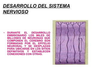 DESARROLLO DEL SISTEMA NERVIOSO   DURANTE EL DESARROLLO EMBRIONARIO LOS MILES DE MILLONES DE NEURONAS QUE COMPONEN EL CEREBRO SON FORMADAS POR EL EPITELIO NEURONAL Y SE DESPLAZAN PARA UBICARSE EN LOS SITIOS DEFINITIVOS Y ESTABLECEN CONEXIONES CON OTRAS.   