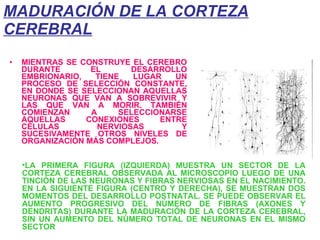 MADURACIÓN DE LA CORTEZA CEREBRAL MIENTRAS SE CONSTRUYE EL CEREBRO DURANTE EL DESARROLLO EMBRIONARIO, TIENE LUGAR UN PROCESO DE SELECCIÓN CONSTANTE, EN DONDE SE SELECCIONAN AQUELLAS NEURONAS QUE VAN A SOBREVIVIR Y LAS QUE VAN A MORIR. TAMBIÉN COMIENZAN A SELECCIONARSE AQUELLAS CONEXIONES ENTRE CÉLULAS NERVIOSAS Y SUCESIVAMENTE OTROS NIVELES DE ORGANIZACIÓN MÁS COMPLEJOS.  LA PRIMERA FIGURA (IZQUIERDA) MUESTRA UN SECTOR DE LA CORTEZA CEREBRAL OBSERVADA AL MICROSCOPIO LUEGO DE UNA TINCIÓN DE LAS NEURONAS Y FIBRAS NERVIOSAS EN EL NACIMIENTO. EN LA SIGUIENTE FIGURA (CENTRO Y DERECHA), SE MUESTRAN DOS MOMENTOS DEL DESARROLLO POSTNATAL. SE PUEDE OBSERVAR EL AUMENTO PROGRESIVO DEL NÚMERO DE FIBRAS (AXONES Y DENDRITAS) DURANTE LA MADURACIÓN DE LA CORTEZA CEREBRAL, SIN UN AUMENTO DEL NÚMERO TOTAL DE NEURONAS EN EL MISMO SECTOR 