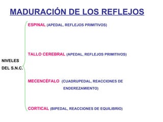 MADURACIÓN DE LOS REFLEJOS NIVELES  DEL S.N.C. ESPINAL  (APEDAL, REFLEJOS PRIMITIVOS) TALLO CEREBRAL  (APEDAL, REFLEJOS PRIMITIVOS) MECENCÉFALO  (CUADRUPEDAL, REACCIONES DE ENDEREZAMIENTO) CORTICAL  (BIPEDAL, REACCIONES DE EQUILIBRIO) 
