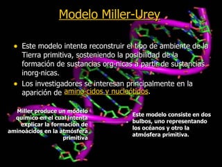 Modelo Miller-Urey Este modelo intenta reconstruir el tipo de ambiente de la Tierra primitiva, sosteniendo la posibilidad de la formación de sustancias orgánicas a partir de sustancias inorgánicas. Los investigadores se interesan principalmente en la aparición de Miller produce un modelo químico en el cual intenta explicar la formación de aminoácidos en la atmósfera primitiva Este modelo consiste en dos bulbos, uno representando los océanos y otro la atmósfera primitiva. aminoácidos y nucleótidos . 