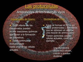 Las protocelulas Coacervados de Oparin: En el interior de los coacervados pueden ocurrir reacciones químicas que lleven a la formación de polímetros. Estos continuaron evolucionando hasta originar las células actuales. Microesferas de Fox: Estas se forman al hervir en agua proteinoides ( polímetros que se obtienen al calentar una mezcla de aminoácidos) Tienen parecidos con las células actuales, como por ejemplo: Una membrana plasmática celular, crecen y pueden dividirse. Antecesores de los sistemas vivos 