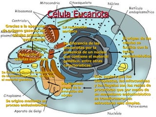 Célula Eucariota Gracias a la aparición de oxigeno gaseoso las  células primitivas evolucionan La respiración aeróbica Aparición de células eucariota Se diferencia de las procariotas por la presencia de un núcleo que contiene el material genético, entre otras características. El origen de las células se explica con la teoría endosimbiotica Esta sugiere que los cloroplastos, las mitocondrias  y los flagelos son los restos de procariotas que por medio de un mecanismo endosimbiotico se transformaron en estructuras mas simples. Se formo mediante la invaginación de la membrana celular, que rodeo al material genético Se origino mediante un proceso endosimbiotico Dos hipótesis acerca de la evolución del núcleo 