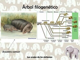Árbol filogenético
Las orejas de los elefantes
Ancestro común
 