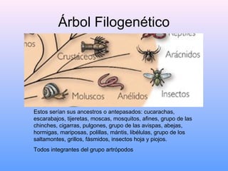 Árbol Filogenético
Estos serían sus ancestros o antepasados: cucarachas,
escarabajos, tijeretas, moscas, mosquitos, afines, grupo de las
chinches, cigarras, pulgones, grupo de las avispas, abejas,
hormigas, mariposas, polillas, mántis, libélulas, grupo de los
saltamontes, grillos, fásmidos, insectos hoja y piojos.
Todos integrantes del grupo artrópodos
 