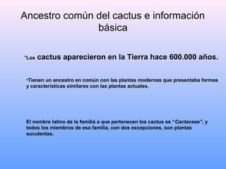 Ancestro común del cactus e información
básica
•Los cactus aparecieron en la Tierra hace 600.000 años.
•Tienen un ancestro en común con las plantas modernas que presentaba formas
y características similares con las plantas actuales.
El nombre latino de la familia a que pertenecen los cactus es “Cactaceae”, y
todos los miembros de esa familia, con dos excepciones, son plantas
suculentas.
 