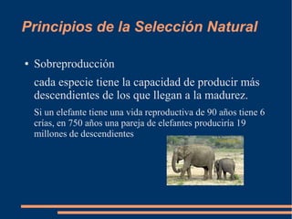 Principios de la Selección Natural
● Sobreproducción
cada especie tiene la capacidad de producir más
descendientes de los ...