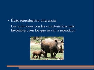● Éxito reproductivo diferencial
Los individuos con las características más
favorables, son los que se van a reproducir
 