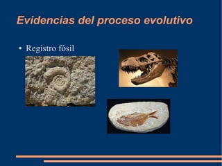 Evidencias del proceso evolutivo
● Registro fósil
 