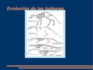 Evolución de las ballenas
 
