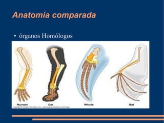 Anatomía comparada
● órganos Homólogos
 