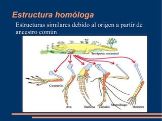 Estructura homóloga
Estructuras similares debido al origen a partir de
ancestro común
 
