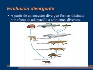 Evolución divergente
● A partir de un ancestro divergen formas distintas
por efecto de adaptación a ambientes diversos.
 