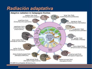 Radiación adaptativa
 