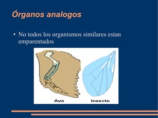 Órganos analogos
● No todos los organismos similares estan
emparentados
 
