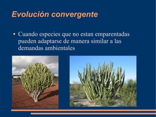 Evolución convergente
● Cuando especies que no estan emparentadas
pueden adaptarse de manera similar a las
demandas ambien...
