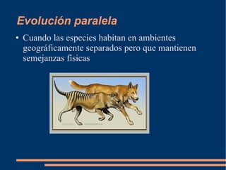 Evolución paralela
● Cuando las especies habitan en ambientes
geográficamente separados pero que mantienen
semejanzas físi...