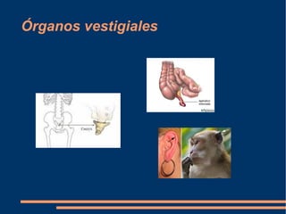 Órganos vestigiales
 