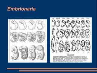 Embrionaria
 