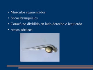 ● Musculos segmentados
● Sacos branquiales
● Corazó no dividido en lado derecho e izquierdo
● Arcos aórticos
 