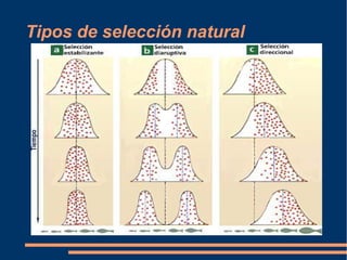 Tipos de selección natural
 