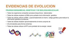 EVIDENCIAS DE EVOLUCION
PRUEBAS BIOQUIMICAS, GENETICAS Y DE BIOLOGIA MOLECULAR
• Todos los organismos comparten procesos b...