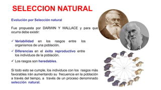 SELECCION NATURAL
Evolución por Selección natural
Fue propuesta por DARWIN Y WALLACE y para que
ocurra debe existir:
 Var...