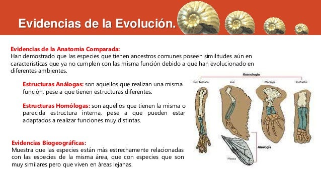 Evolución y diversidad