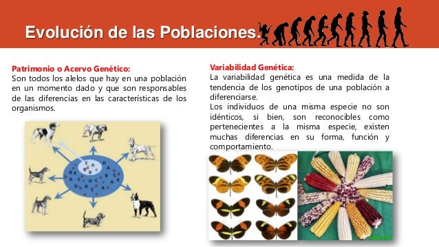 Cómo Ha Influido La Evolución En La Diversidad Actual