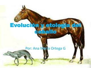Evolución y etología del
        caballo

     Por: Ana María Ortega G
 