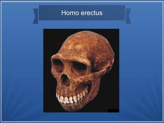 Homo erectus
 