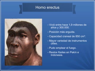 Homo erectus
- Vivió entre hace 1,9 millones de
años y 300.000.
- Posición más erguida.
- Capacidad craneal de 850 cm³.
- Mayor variedad de instrumentos
útiles.
- Pudo emplear el fuego.
- Restos fósiles en Pekín e
Indonesia.
 