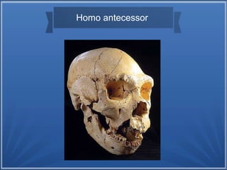 Homo antecessor
 
