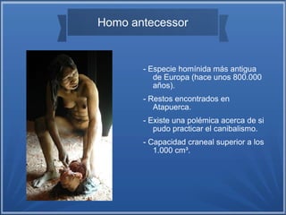 Homo antecessor
- Especie homínida más antigua
de Europa (hace unos 800.000
años).
- Restos encontrados en
Atapuerca.
- Existe una polémica acerca de si
pudo practicar el canibalismo.
- Capacidad craneal superior a los
1.000 cm³.
 