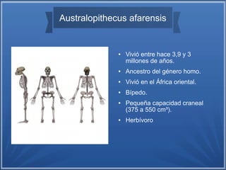 ● Vivió entre hace 3,9 y 3
millones de años.
● Ancestro del género homo.
● Vivió en el África oriental.
● Bípedo.
● Pequeña capacidad craneal
(375 a 550 cm³).
● Herbívoro
Australopithecus afarensis
 