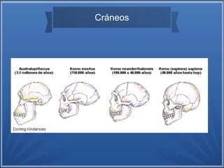 Cráneos
 