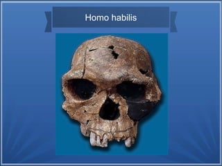 Homo habilis
 