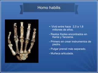 Homo habilis
- Vivió entre hace 2,5 a 1,8
millones de años.
- Restos fósiles encontrados en
Kenia y Tanzania.
- Primero en crear instrumentos de
piedra.
- Pulgar prensil más separado.
- Muñeca articulada.
 